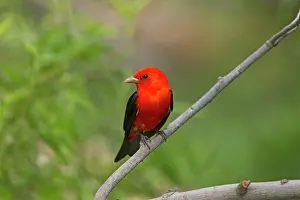 Aransas: Scarlet Tanager