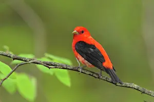 Piranga: Scarlet Tanager