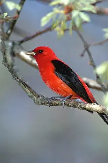 Connecticut: Scarlet Tanager