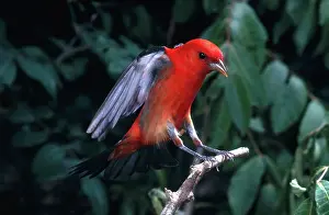Thraupidae: Scarlet Tanager