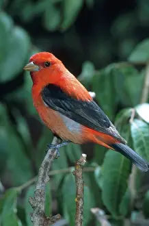 Thraupidae: Scarlet Tanager
