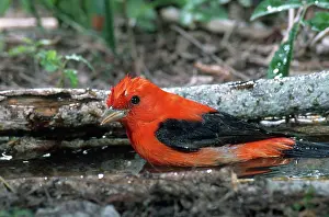 Thraupidae: Scarlet Tanager