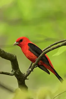 Scarlet: Scarlet Tanager