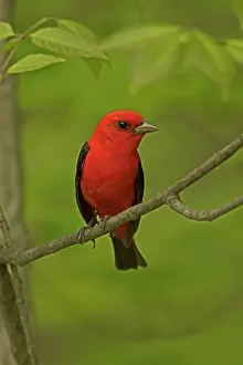 Scarlet: Scarlet Tanager