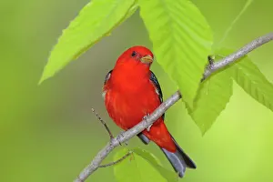 Piranga: Scarlet Tanager - adult male in breeding plumage