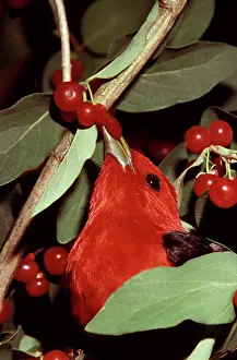 Honeysuckle: Scarlet Tanager eating honeysuckle