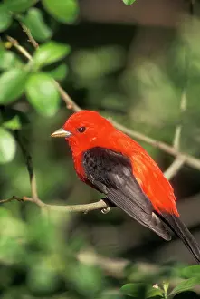 Piranga: Scarlet Tanager - Male