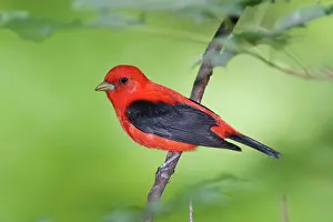 Piranga: Scarlet Tanager - male