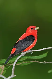 Piranga: Scarlet Tanager - male