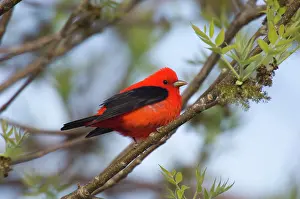Piranga: Scarlet Tanager - Male perched on branch