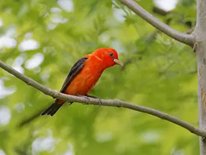 Tanagers: Scarlet Tanager - male Piranga olivacea Magee Marsh