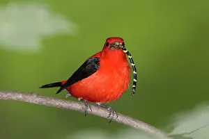 Piranga: Scarlet Tanager - male with prey in beak (Tiger