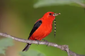 Scarlet Tanager - male with prey in beak (Tiger