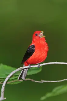 Piranga: Scarlet Tanager - male singing