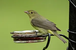 Jelly: Scarlet Tanager, Piranga olivacea. At fruit and jelly feeder