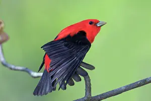 Piranga: Scarlet Tanager, Piranga olivacea. Adult male in spring in C