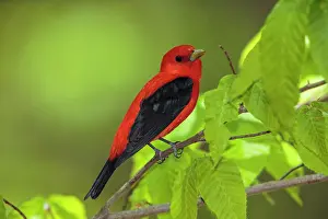 Piranga: Scarlet Tanager Piranga olivacea Adult male in mixed f