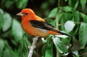 Cardinalidae: Scarlet Tanager (Piranga olivacea) male