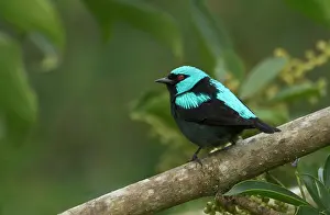 Panama: A scarlet-thighed Dacnis, Cacnis venusta