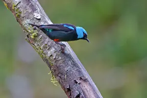 Alajuela: Scarlet Thighed Dacnis Dacnis venusta Alajuela, Costa Rica B