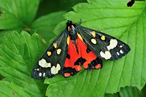 Dominula: Scarlet Tiger Moth