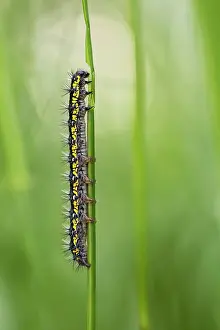Dominula: Scarlet Tiger moth caterpillar on stem in spring