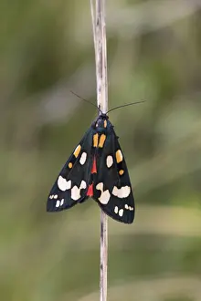 Dominula: Scarlet Tiger Moth - Cornwall - UK