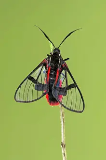 Arctiidae: Scarlet-tipped Wasp Mimic Moth (Dinia eagrus)