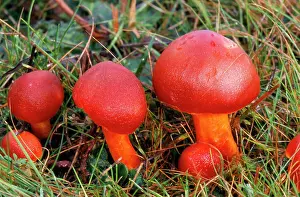 Coccinea: Scarlet Wax-Cap FUNGI