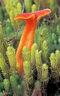 Coccinea: Scarlet Waxcap - First stage of growth
