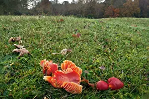 Coccinea: Scarlet Waxcaps - in old grazed grassland