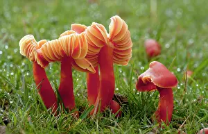 Coccinea: Scarlet Waxcaps - in old grazed grassland