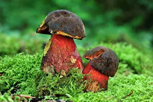 Toadstools: Scarletina Bolete
