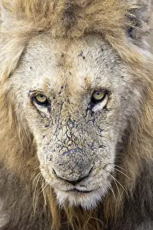 Scarred: Lion