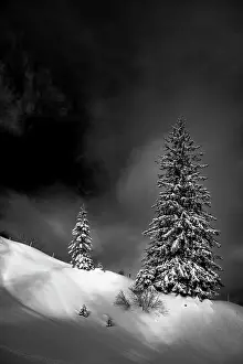 Scattered: Scattered standing trees in a wintry mountain landscape
