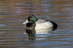 Scaups: Scaup drake in winter