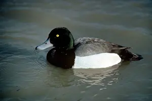 Scaups: Scaup Duck - male
