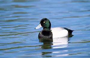 Marila: Scaup Duck - Norfolk