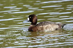 Scaups: Scaup - Female
