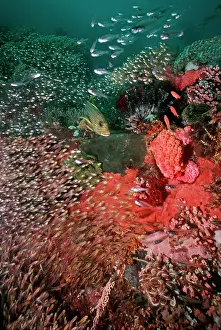 Sweetlips: Scenic, Corals - Komodo Marine Park, Komodo is