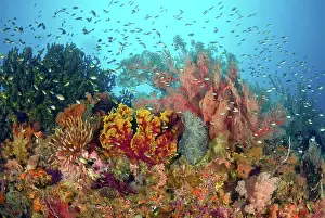 Misool: Scenic of diverse reef life, Misool, Raja