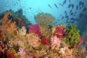 Misool: Scenic of diverse reef life, Misool, Raja