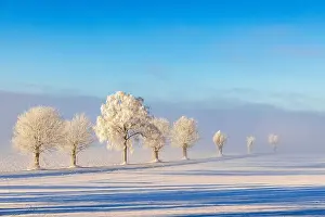 Swedish: Scenic view at a line of trees with hoarfrost on