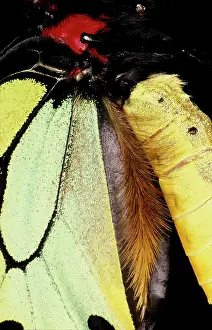 Birdwing: Scent-dispersing hairs on wing of male Cairns birdwing
