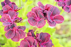 Cycle: Scented leaf Pelargonium Black Prince, flowers