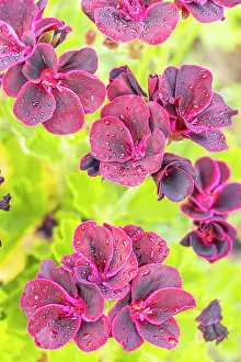 Cycle: Scented leaf Pelargonium Black Prince, flowers