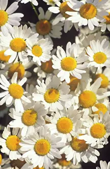 Mayweed: Scented Mayweed / CAMOMILE - Flowering en masse