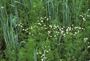 Mayweed: Scented Mayweed (Chamomilla recutita)