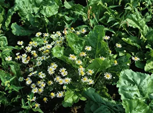 Mayweed: Scented Mayweed in Sugar Beet crop