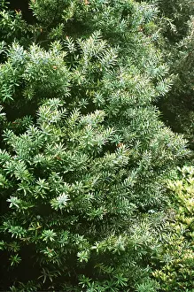 Scented: Scented Shrub